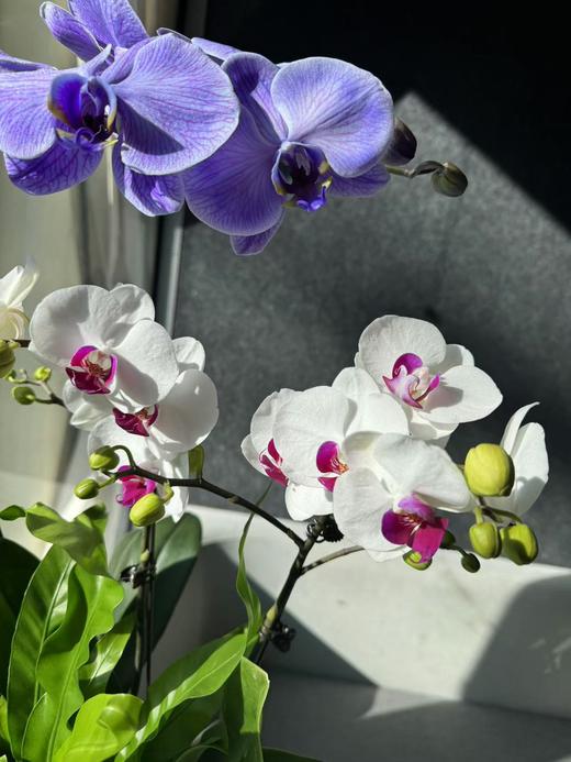 蝴蝶兰 | 大马卡龙+雪玉 商品图2