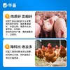 【积分兑换】华畜胍基乙酸牛羊猪增肥增重催肥拉大骨架提高瘦肉率饲料添加剂 商品缩略图3