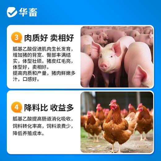 【积分兑换】华畜胍基乙酸牛羊猪增肥增重催肥拉大骨架提高瘦肉率饲料添加剂 商品图3