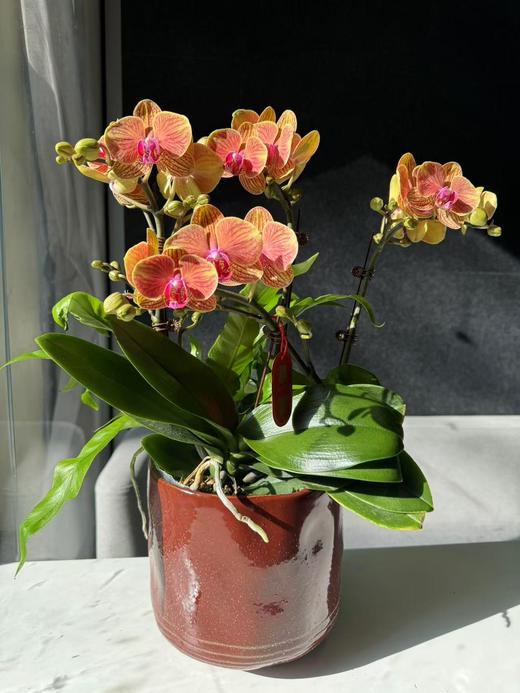 蝴蝶兰 | 金蝶 商品图0