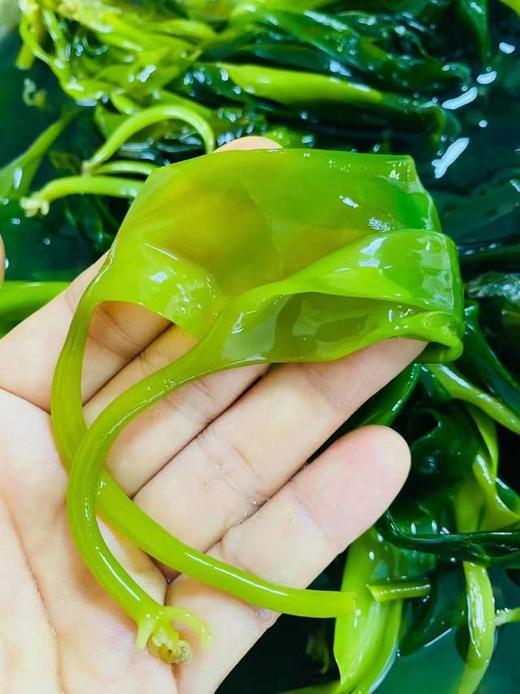 猫太推荐---宁德霞浦海带苗！（3斤） 商品图1