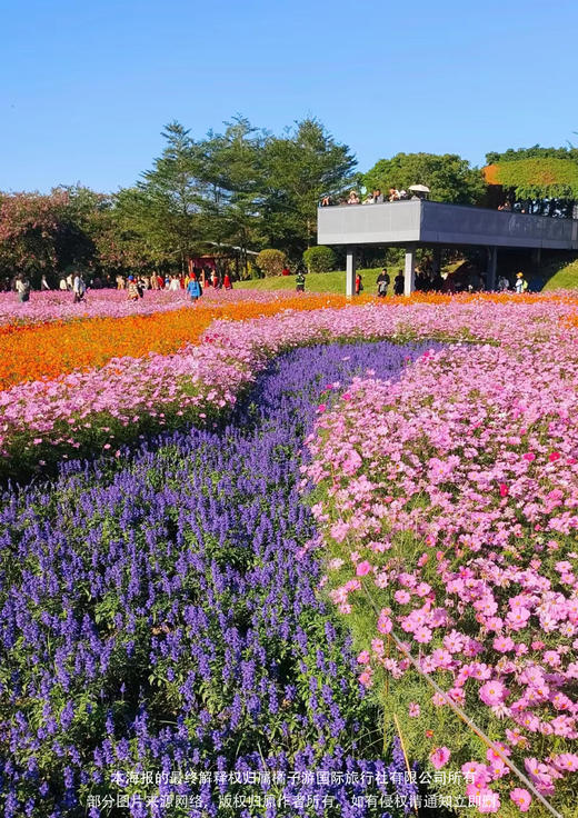 【花香菊城】 小榄菊花会&孙中山故居纪念馆一天游【美的物业】 商品图2