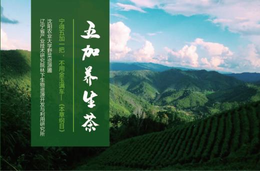 五加茶 茶叶 红茶 绿茶 沈阳农业大学野菜资源圃 100g/盒（5g*20袋） 商品图2