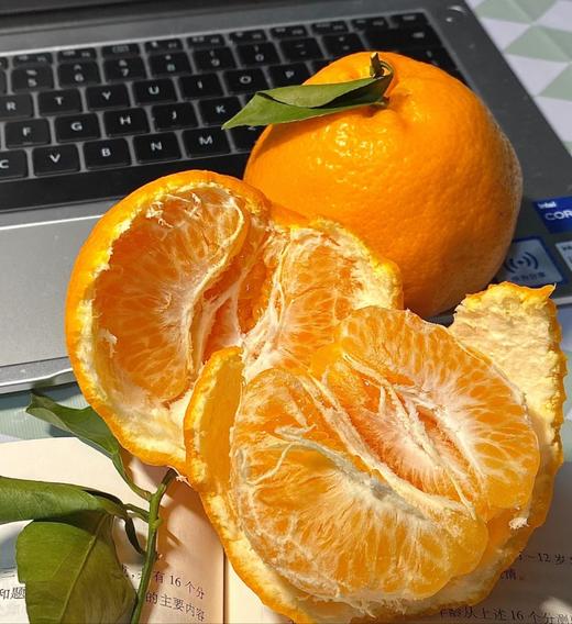 金嘉大耳朵春见粑粑柑   | 水果 商品图0