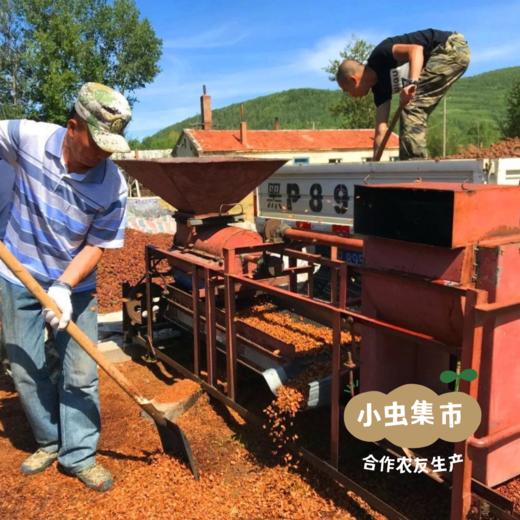 大兴安岭野生偃松仁 125g/袋（松子仁） | 合作农友生产，产自黑龙江大兴安岭，生产者：柳树 &【公平贸易农人定价】 商品图11