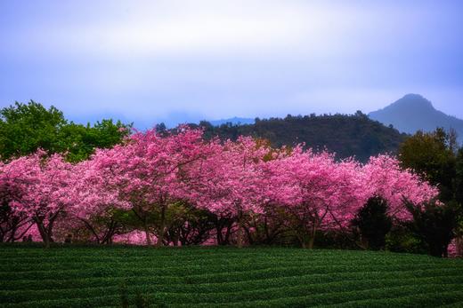 2.28确定出发【福建】永福樱花茶园•福建土楼•高铁3天摄影<特惠> 商品图4