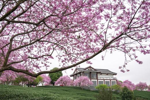 2.28确定出发【福建】永福樱花茶园•福建土楼•高铁3天摄影<特惠> 商品图5