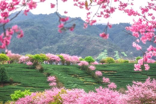 2.28确定出发【福建】永福樱花茶园•福建土楼•高铁3天摄影<特惠> 商品图0