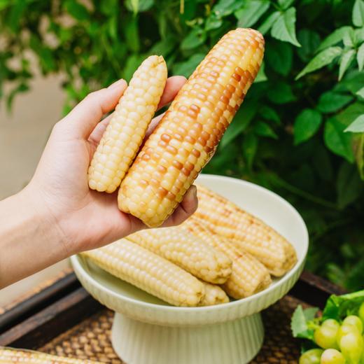 菜头商城 傣家甜糯小玉米 （花糯玉米、拇指玉米两款可选，每袋800克） 商品图2