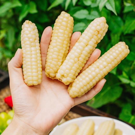 菜头商城 傣家甜糯小玉米 （花糯玉米、拇指玉米两款可选，每袋800克） 商品图5