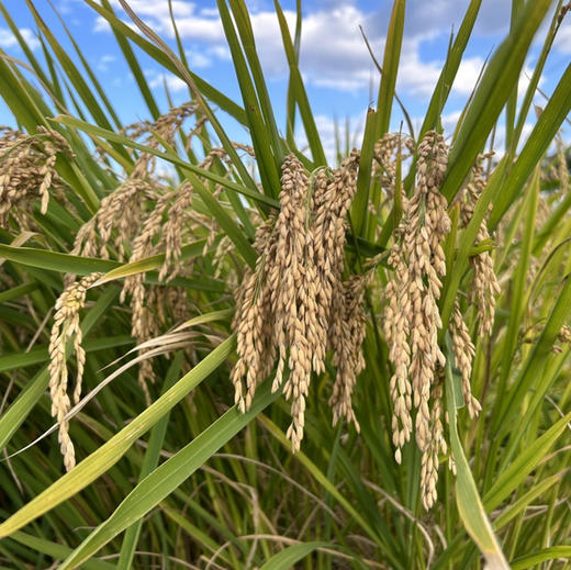 【大理生态米】苍山脚下生态种植香软米不抛光不打蜡无农残/24年新米 含胚芽营养更丰富 5斤/袋包邮 商品图4