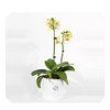 花音集MINI精品小绿蝴蝶兰 |北京5环内免费送花上门 商品缩略图0