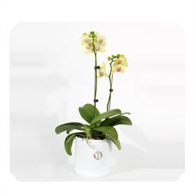 花音集MINI精品小绿蝴蝶兰 |北京5环内免费送花上门