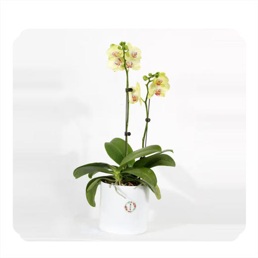 花音集MINI精品小绿蝴蝶兰 |北京5环内免费送花上门 商品图0