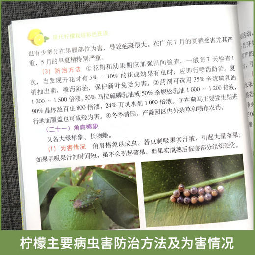 现代柠檬栽培彩色图说 【官方正版，可开发票，下单时留开票信息和电子邮箱】 商品图3