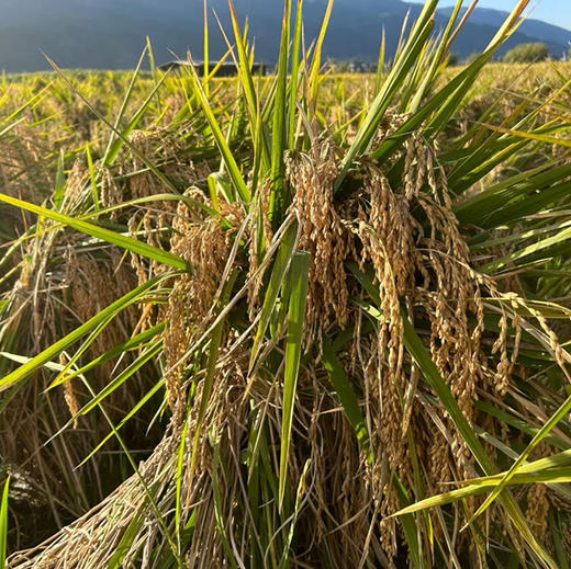 【大理生态米】苍山脚下生态种植香软米不抛光不打蜡无农残/24年新米 含胚芽营养更丰富 5斤/袋包邮 商品图7