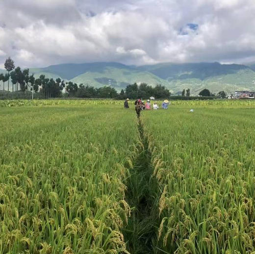 【大理生态米】苍山脚下生态种植香软米不抛光不打蜡无农残/24年新米 含胚芽营养更丰富 5斤/袋包邮 商品图3