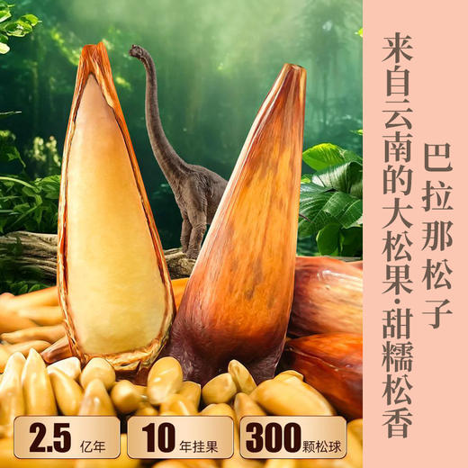 云南巴拉那拇指大松子 恐龙时代果实 大个稀有品种  果肉饱满  软糯香甜  一颗满足  送礼佳品 商品图0