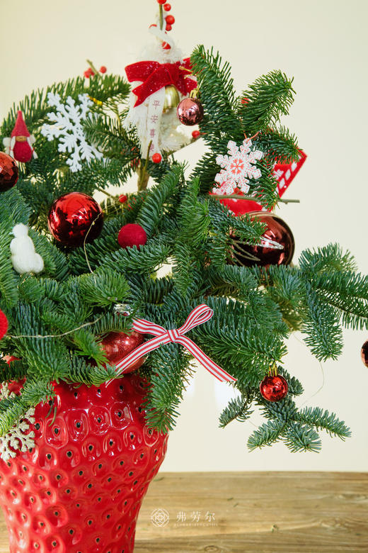 圣诞草莓花（红草莓） 商品图4