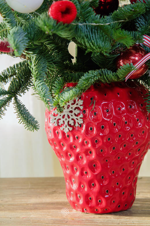 圣诞草莓花（红草莓） 商品图3