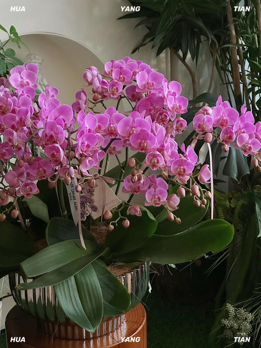 事事顺心 · 蝴蝶兰盆栽 商品图1