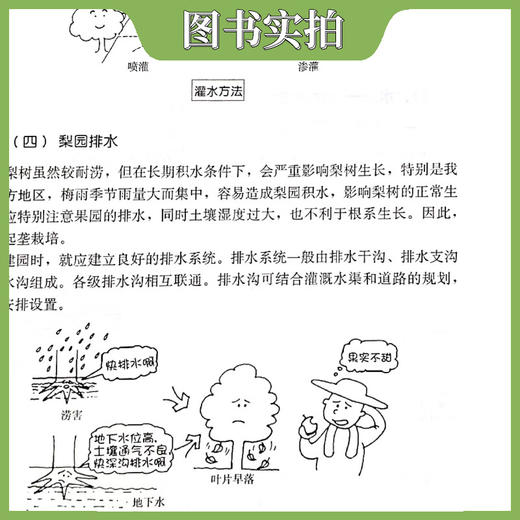 图解梨优质安全生产技术要领（第二版）【官方正版，可开发票，下单时留开票信息和电子邮箱】 商品图2