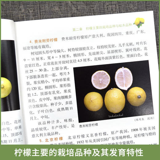 现代柠檬栽培彩色图说 【官方正版，可开发票，下单时留开票信息和电子邮箱】 商品图4