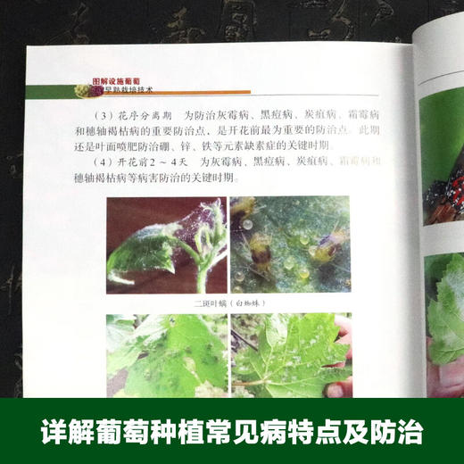 图解设施葡萄早熟栽培技术【官方正版，可开发票】 商品图3