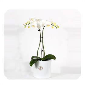 花音集MINI精品小白蝴蝶兰  |北京5环内免费送花上门