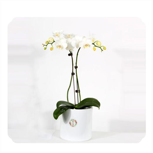 花音集MINI精品小白蝴蝶兰  |北京5环内免费送花上门 商品图0