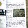 现代柠檬栽培彩色图说 【官方正版，可开发票，下单时留开票信息和电子邮箱】 商品缩略图9