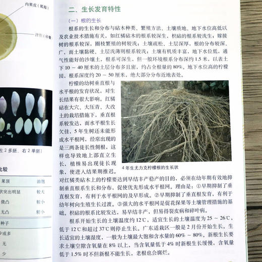 现代柠檬栽培彩色图说 【官方正版，可开发票，下单时留开票信息和电子邮箱】 商品图9