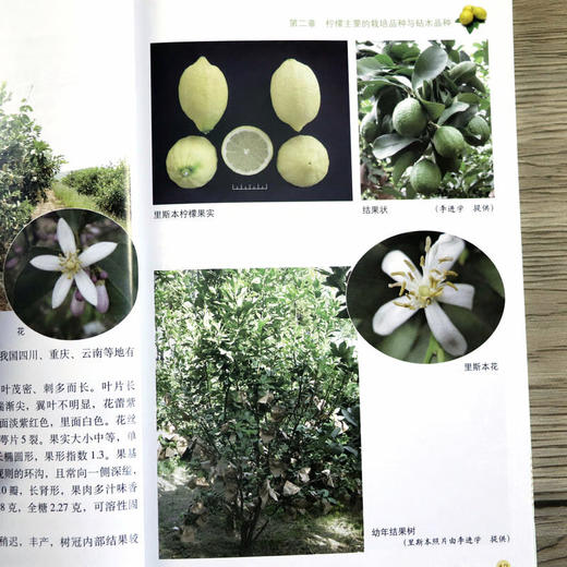 现代柠檬栽培彩色图说 【官方正版，可开发票，下单时留开票信息和电子邮箱】 商品图8