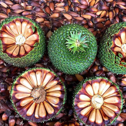 云南巴拉那拇指大松子 恐龙时代果实 大个稀有品种  果肉饱满  软糯香甜  一颗满足  送礼佳品 商品图1