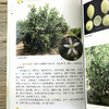 现代柠檬栽培彩色图说 【官方正版，可开发票，下单时留开票信息和电子邮箱】 商品缩略图7