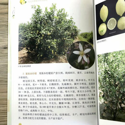 现代柠檬栽培彩色图说 【官方正版，可开发票，下单时留开票信息和电子邮箱】 商品图7