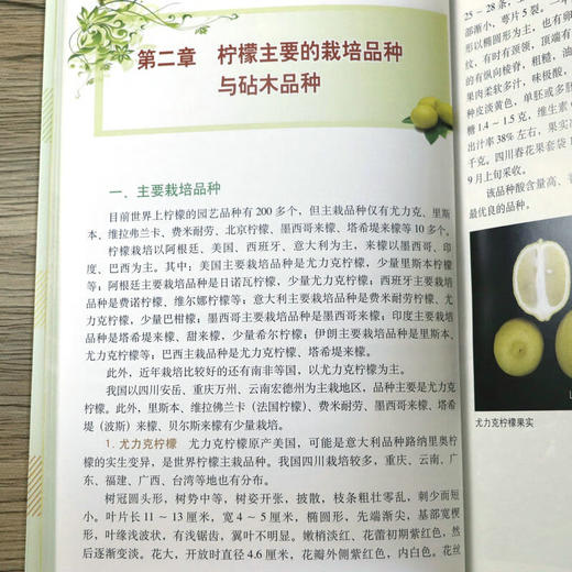 现代柠檬栽培彩色图说 【官方正版，可开发票，下单时留开票信息和电子邮箱】 商品图5