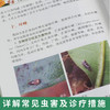 芒果主要病虫害诊断与防治图解【官方正版，可开发票，下单时留开票信息和电子邮箱】 商品缩略图3