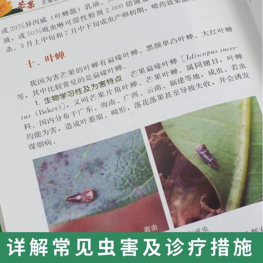 芒果主要病虫害诊断与防治图解【官方正版，可开发票，下单时留开票信息和电子邮箱】 商品图3