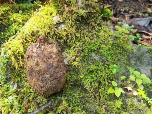 云南 生态 乌天麻 商品图1