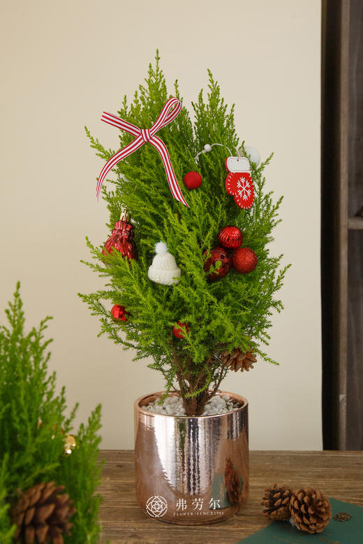 圣诞香松树中号（款式/颜色随机） 商品图4