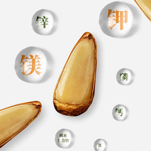 云南巴拉那拇指大松子 恐龙时代果实 大个稀有品种  果肉饱满  软糯香甜  一颗满足  送礼佳品 商品图5