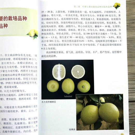 现代柠檬栽培彩色图说 【官方正版，可开发票，下单时留开票信息和电子邮箱】 商品图6