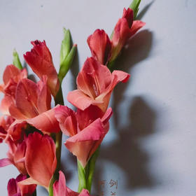 剑兰.复古红（咖啡时间）