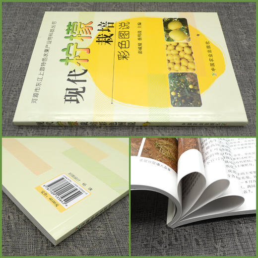 现代柠檬栽培彩色图说 【官方正版，可开发票，下单时留开票信息和电子邮箱】 商品图2