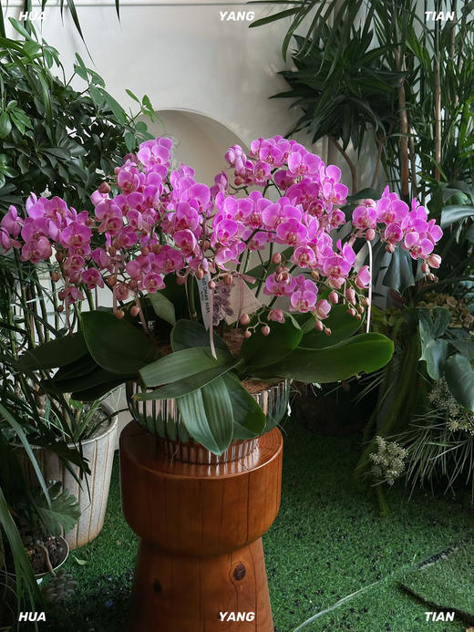 事事顺心 · 蝴蝶兰盆栽 商品图0