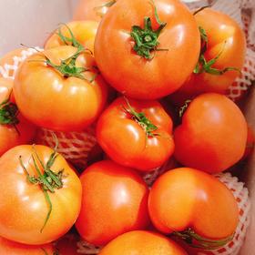 基地直采普罗旺斯西红柿  | 蔬果