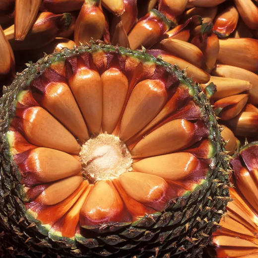 云南巴拉那拇指大松子 恐龙时代果实 大个稀有品种  果肉饱满  软糯香甜  一颗满足  送礼佳品 商品图3