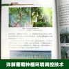 图解设施葡萄早熟栽培技术【官方正版，可开发票】 商品缩略图2