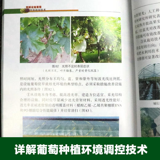 图解设施葡萄早熟栽培技术【官方正版，可开发票】 商品图2